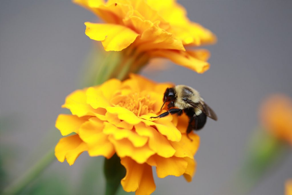 Granite City, IL Trending Towns